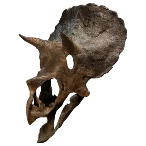 Juvenile Triceratops Skull ‘Maple’