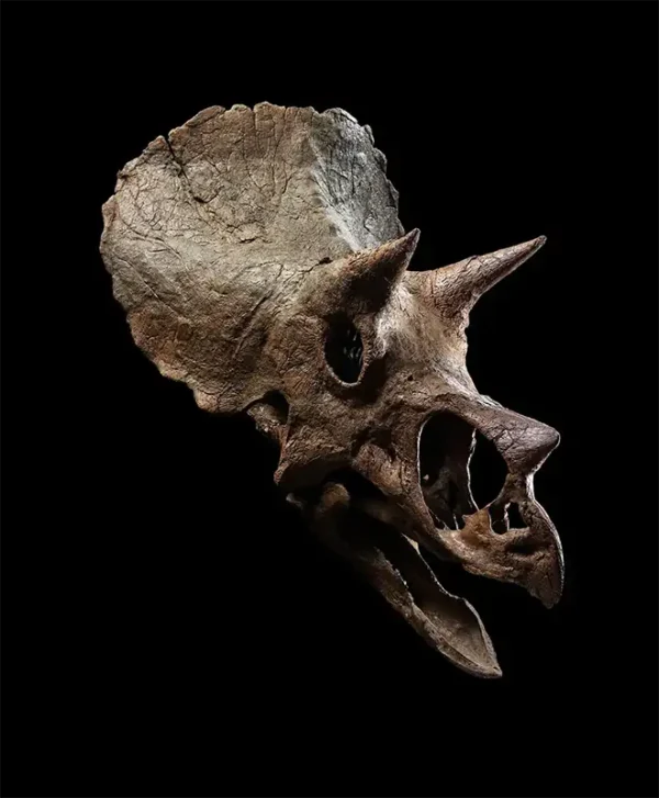 Juvenile Triceratops Skull ‘Maple’